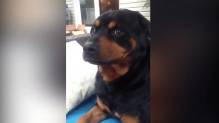 El rottweiler que pone 