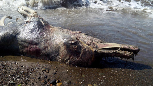 Encuentran criatura con rasgos de delfín y pelo de mamífero en costas de Rusia