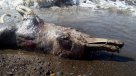 Encuentran criatura con rasgos de delfín y pelo de mamífero en costas de Rusia