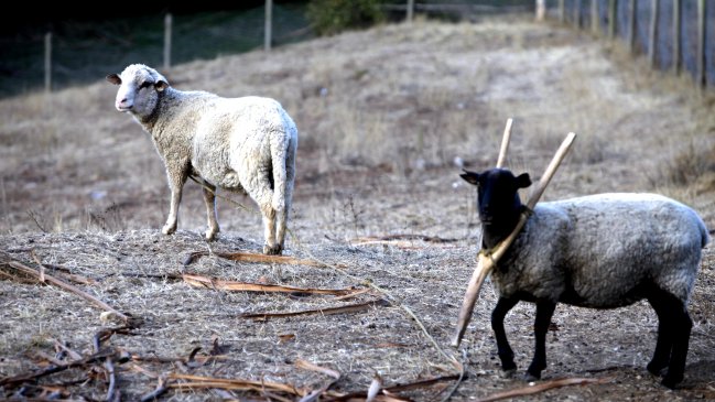 Experto en geografía: Frente a la sequía dependemos 100 por ciento de los glaciares