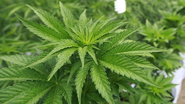 Los choques argumentales en el debate por despenalización del autocultivo de cannabis