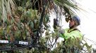 Superintendencia evalúa a multas a empresas eléctricas por cortes del fin de semana