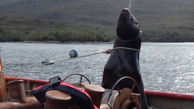 ONG denunció a salmonera por la muerte de un lobo marino en Aysén