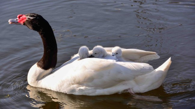 Nacimiento de seis cisnes de cuello negro sorprendió a Concepción