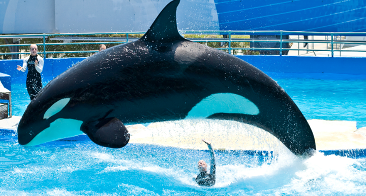 Animalistas demandaron a acuario en Miami por el cautiverio de la orca 
