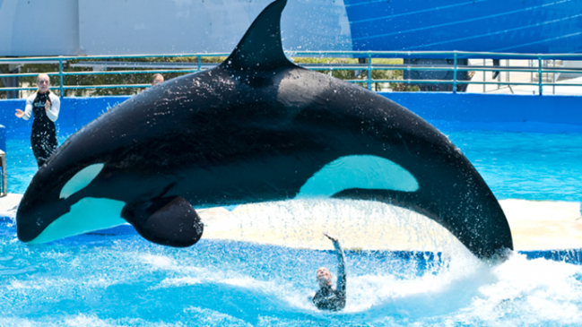 Animalistas demandaron a acuario en Miami por el cautiverio de la orca 