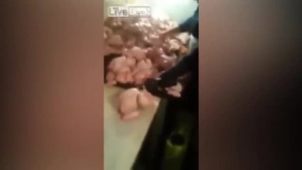   Cómo inflan los pollos antes de venderlos al público 