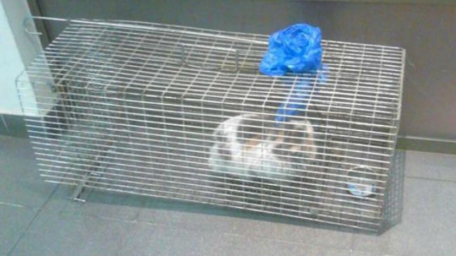 Personal del Metro rescató a gato atrapado en las vías