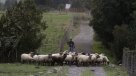 Muerte de animales por la sequía preocupa a autoridades del Maule