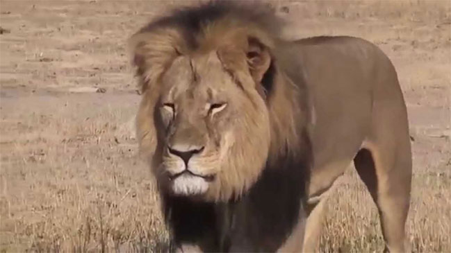Popular león fue desollado y decapitado en Africa