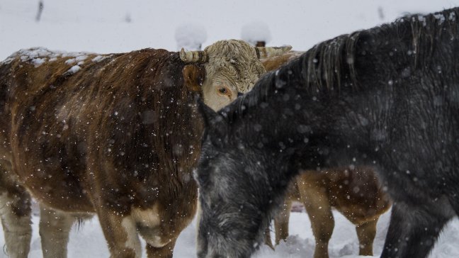 Nevazones dejan personas aisladas y animales muertos en la Región de La Araucanía