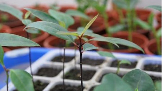 En Las Condes exhiben árboles sobrevivientes de Hiroshima
