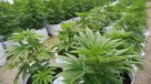Decomisan 51 toneladas de marihuana en operativo en Paraguay
