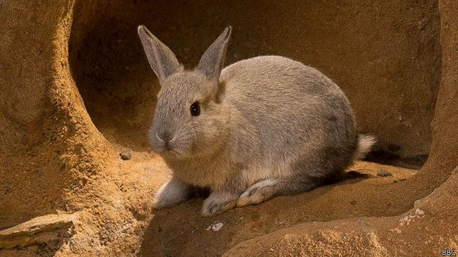 Imagen foto_00000015