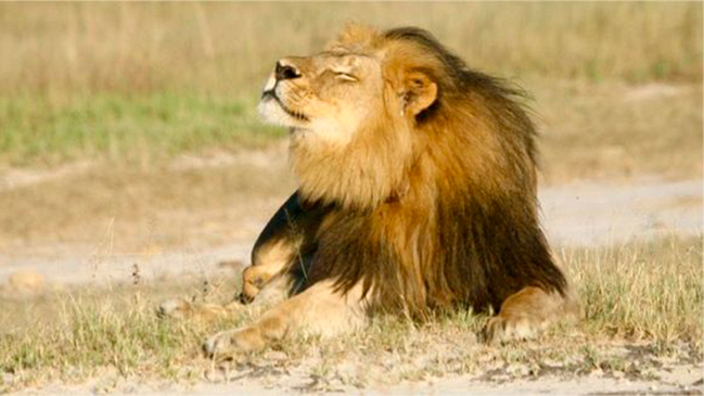 Zimbabue levantó parcialmente límites a caza de leones, leopardos y elefantes