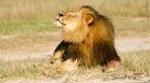 Zimbabue levantó parcialmente límites a caza de leones, leopardos y elefantes