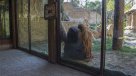 Activistas realizaron funa en el Buin Zoo por la libertad de un orangután