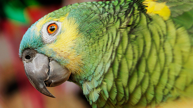 Un loro debió declarar ante la policía por insultar a una mujer en India