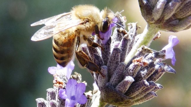 Realizan seminario sobre medicina mapuche y aromaterapia