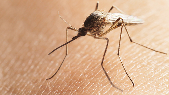 Japoneses diseñan robot de rescate capaz de detectar el olor humano