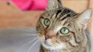 El consumo de carne de gato se mantiene en Vietnam pese a estar prohibido
