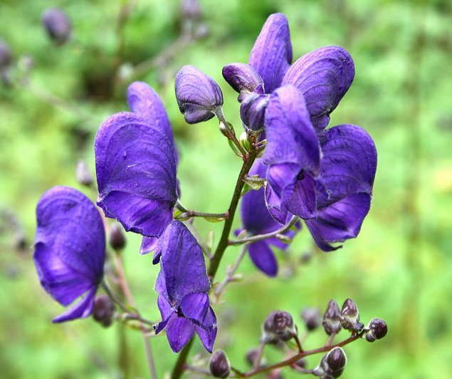 Imagen foto_00000002