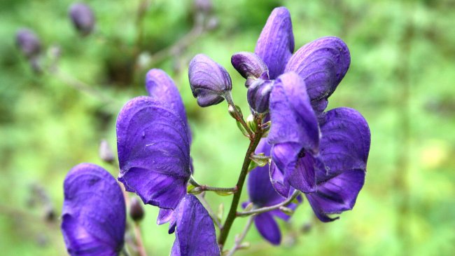 Éstas son las plantas más venenosas del mundo