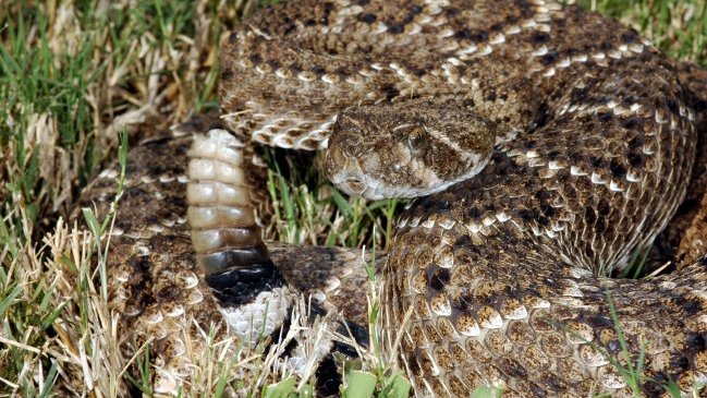 Una serpiente de cascabel mordió a un hombre que se tomó una 