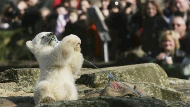 Revelan qué mató a Knut, el oso polar más famoso del mundo