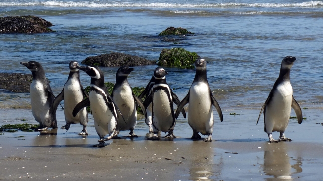 Estudio prevé que casi todas las aves marinas ingerirán plástico en 2050