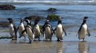 Estudio prevé que casi todas las aves marinas ingerirán plástico en 2050