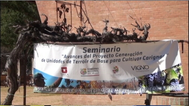 Región del Maule busca la denominación de origen para la cepa Carignan