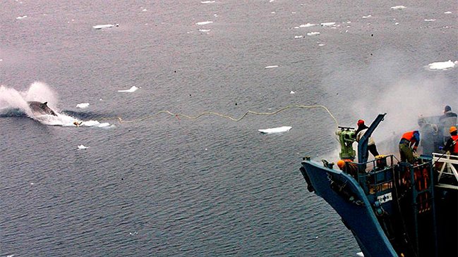 Japón inauguró temporada de caza de ballenas