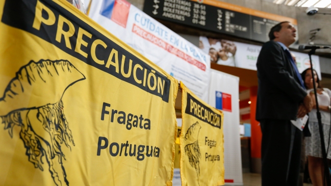 Ejemplares de fragatas portuguesas fueron hallados en Caleta Portales
