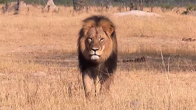 Dentista se defendió de críticas por cazar a Cecil: 