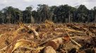 El Mundo perdió en 25 años una superficie de bosques del tamaño de Sudáfrica