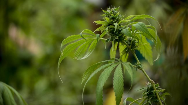 Porte y autocultivo: Los cambios del Gobierno frente al proyecto que despenaliza la marihuana