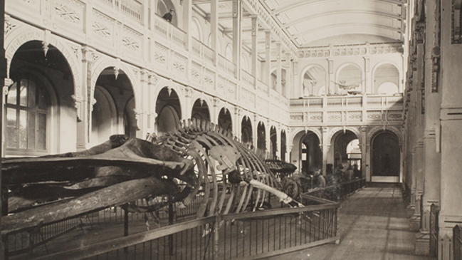 El Museo Nacional de Historia Natural celebró sus 185 años con inédita publicación