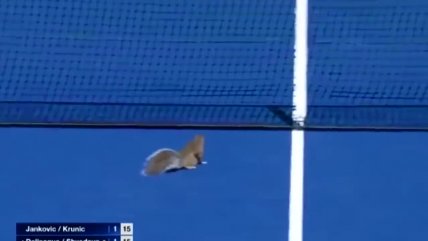   Una ardilla retrasó partido del US Open 2015 