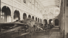 El Museo Nacional de Historia Natural celebró sus 185 años con inédita publicación