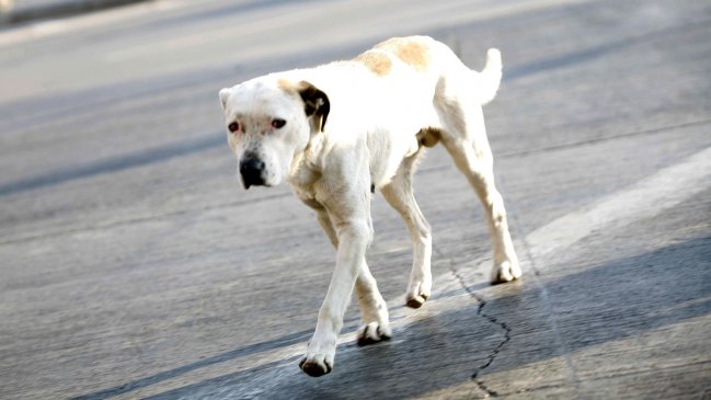 Japoneses crearon aplicación para denunciar las heces de perro sin recoger