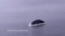 Ballena por poco aplasta a ocupantes de kayak