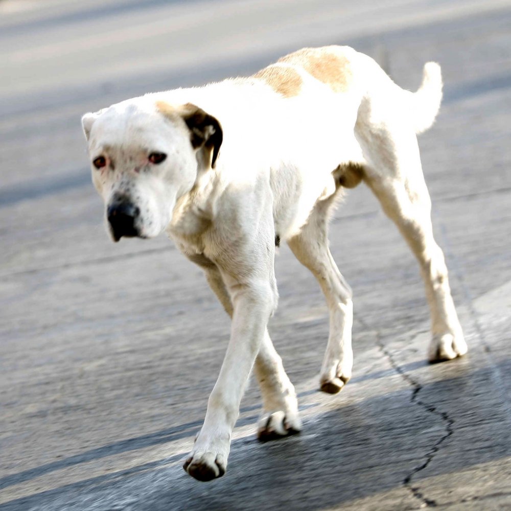 Japoneses crearon aplicación para denunciar las heces de perro sin recoger