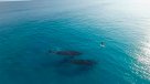 Dron registró impresionantes imágenes de un surfista acompañado de dos ballenas