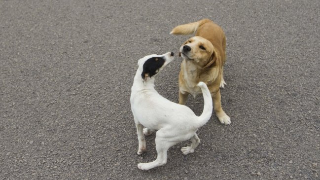 Chileno inventa vacuna anticonceptiva canina única en el mundo