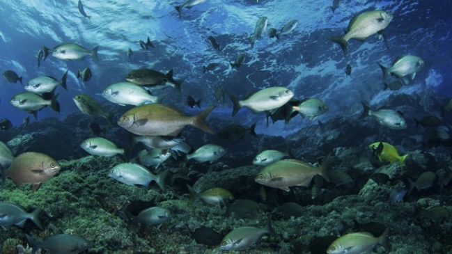 Doctor en Ecología: El problema es que sacamos peces más rápido de lo que se reproducen