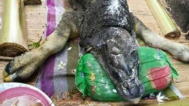 Supuesta criatura mitad cocodrilo y mitad búfalo fue hallada en Tailandia