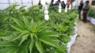 Parte discusión por despenalización de la marihuana en la Comisión de Salud