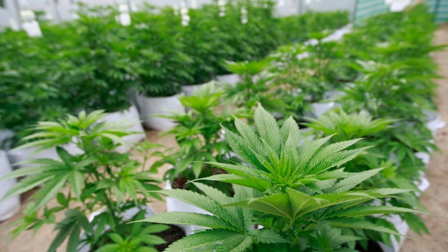 Experto: Hay suficiente evidencia sobre la eficacia de fármacos de cannabis