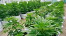 Experto: Hay suficiente evidencia sobre la eficacia de fármacos de cannabis